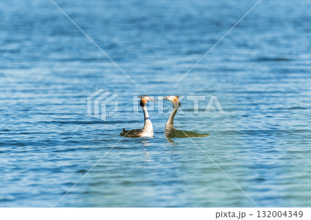 Mating games of two water birds Great Crested Grebes. Two waterfowl birds Great Crested Grebes swim in the lake with heart shaped silhouette Mating games of two water birds Great Crested Grebes. Two waterfowl birds Great Crested Grebes swim in the lake with heart shaped silhouette 132004349