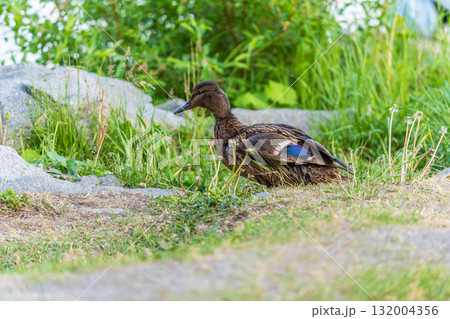 A duck female stands on its paws on the green shore of a pond. 132004356