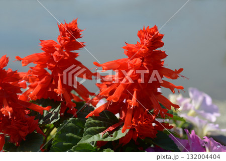 サルビア 132004404