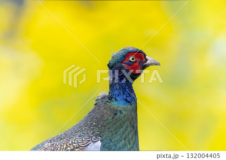 黄色背景の雉のクローズアップ 132004405