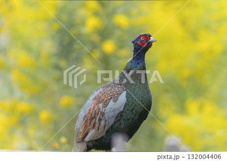 黄色背景の雉のクローズアップ 132004406