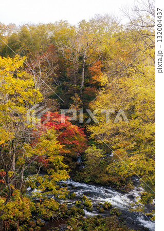 滝見橋の紅葉 132004437