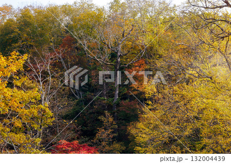 滝見橋の紅葉 132004439