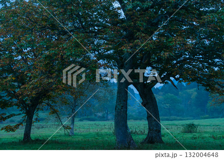 夜明けの高原 132004648