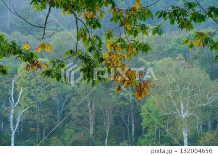 白樺と紅葉 白樺と紅葉 132004656