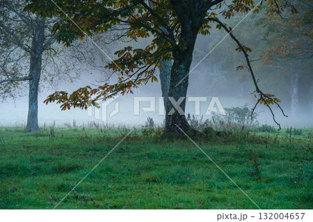 草原の朝霧 132004657