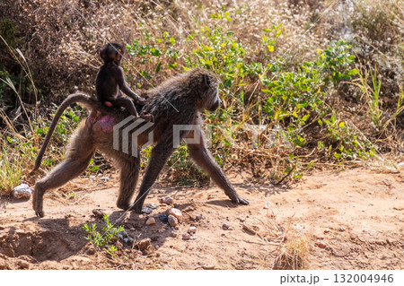 Baboons in Samburu national reserve 132004946