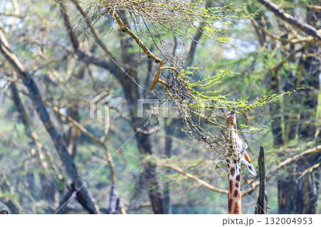 Rothchild Giraffe in th Lake Nakuru national park Rothchild Giraffe in th Lake Nakuru national park 132004953