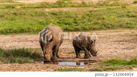 White Rhino with her young White Rhino with her young 132004954