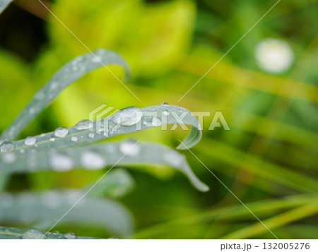 雨上がりの公園にて雨露が残る葉 132005276