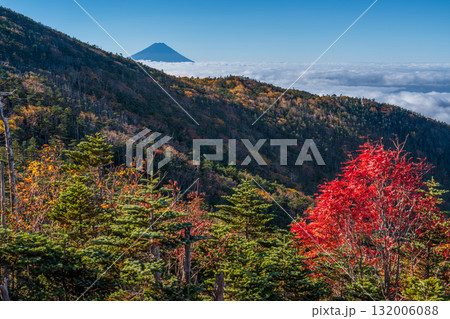 朝の奥秩父山塊前国師の紅葉と富士山 132006088