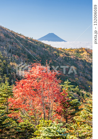 朝の奥秩父山塊前国師の紅葉と富士山 朝の奥秩父山塊前国師の紅葉と富士山 132006089