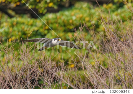 グリーンバックに悠然と飛ぶハヤブサ成鳥 132006348