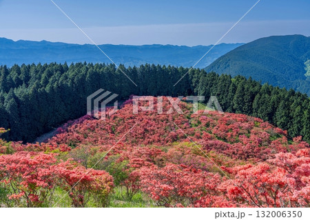 青空バックに展望台から見下ろす満開のツツジの絶景 132006350