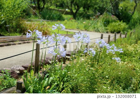 爽やか アガパンサスの花 爽やか アガパンサスの花 132008071