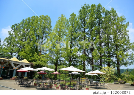 夏の植物園 メタセコイアの並木 夏の植物園 メタセコイアの並木 132008072