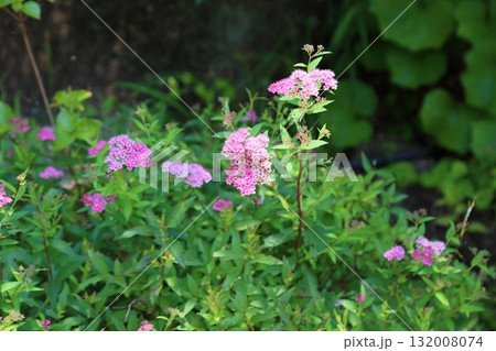 可愛い シモツケソウの花 可愛い シモツケソウの花 132008074