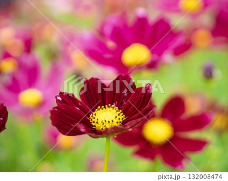 秋色に染まるコスモスの微笑み 132008474
