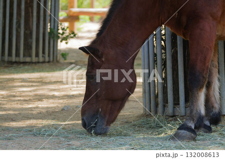 ミニチュアホースのモグモグタイム ミニチュアホースのモグモグタイム 132008613