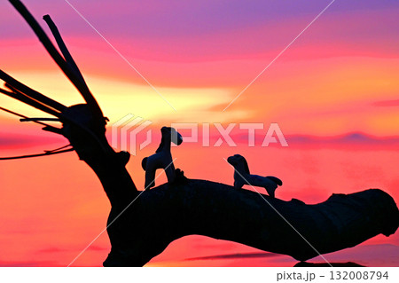 お馬の恋の物語・楽園の朝 お馬の恋の物語・楽園の朝 132008794