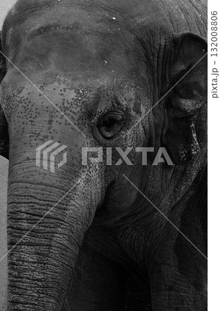 インドゾウ インドゾウ 132008806