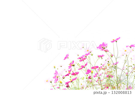 コスモスの白背景その一 コスモスの白背景その一 132008813