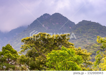 新緑の森と山 西部林道地域 世界自然遺産屋久島 新緑の森と山 西部林道地域 世界自然遺産屋久島 132008943