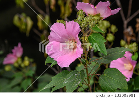 奇麗なピンク色の芙蓉 132008981