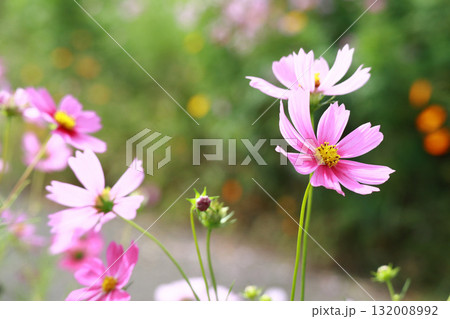 コスモスの花 コスモスの花 132008992