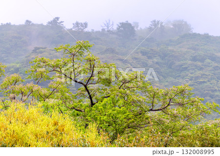 新緑の森　西部林道地域　世界自然遺産屋久島 132008995