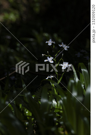 春に咲くシャガの花 春に咲くシャガの花 132009120