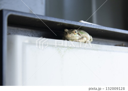 隙間で休憩するカエル 132009128