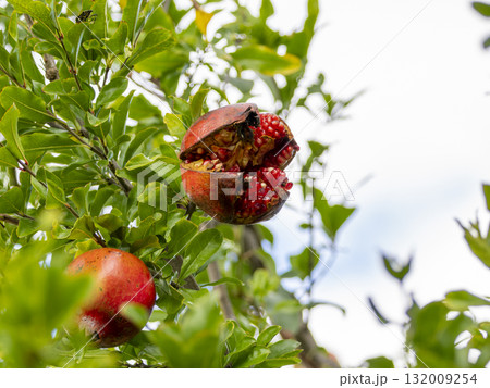 割れたザクロの実 132009254