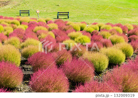 秋のたんばら高原　たんばらコキアガーデン　群馬県沼田市 132009319