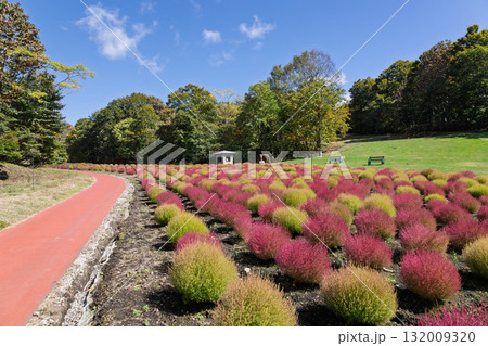 秋のたんばら高原　たんばらコキアガーデン　群馬県沼田市 132009320