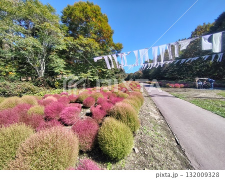 秋のたんばら高原 たんばらコキアガーデン 群馬県沼田市 秋のたんばら高原 たんばらコキアガーデン 群馬県沼田市 132009328