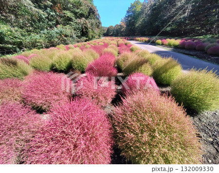 秋のたんばら高原 たんばらコキアガーデン 群馬県沼田市 秋のたんばら高原 たんばらコキアガーデン 群馬県沼田市 132009330