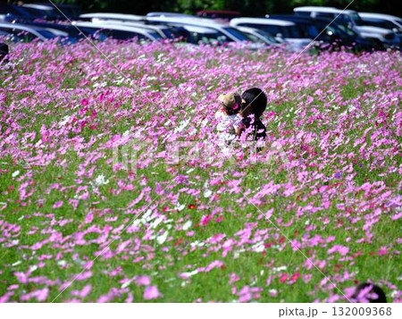コスモスの花畑で観光旅行する人 132009368