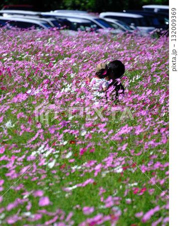 コスモスの花畑で観光旅行する人 132009369