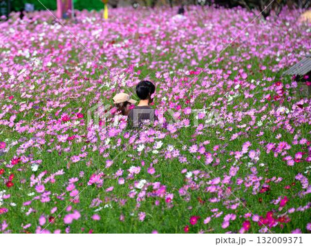 コスモスの花畑で観光旅行する人 コスモスの花畑で観光旅行する人 132009371
