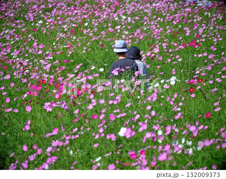 コスモスの花畑で観光旅行する人 132009373