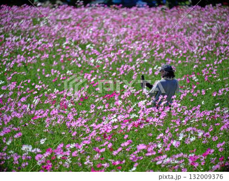 コスモスの花畑で観光旅行する人 132009376
