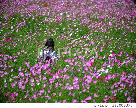 コスモスの花畑で観光旅行する人 コスモスの花畑で観光旅行する人 132009379