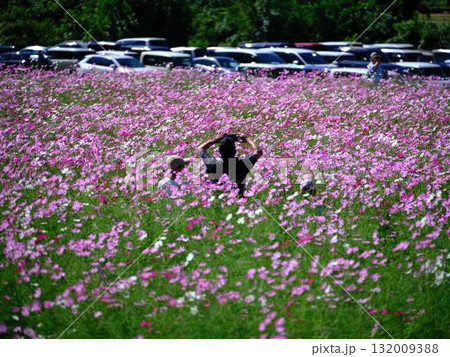 コスモスの花畑で観光旅行する人 コスモスの花畑で観光旅行する人 132009388