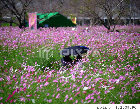 コスモスの花畑で観光旅行する人 132009390