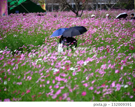 コスモスの花畑で観光旅行する人 132009391