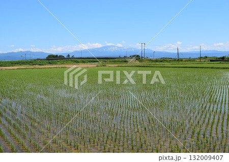 田園風景 日本有数の米どころ 山形県庄内 132009407