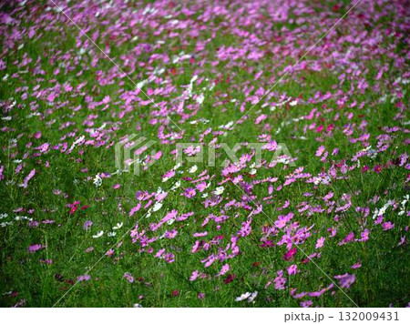コスモス畑 132009431