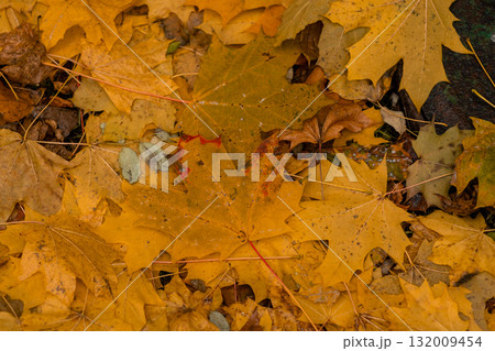 A vibrant layer of orange, yellow, and brown leaves blankets the ground, showcasing the beauty of autumn foliage in a natural landscape. A vibrant layer of orange, yellow, and brown leaves blankets the ground, showcasing the beauty of autumn foliage in a natural landscape. 132009454