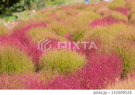 たんばらコキアガーデン　コキア畑　群馬県沼田市 132009528